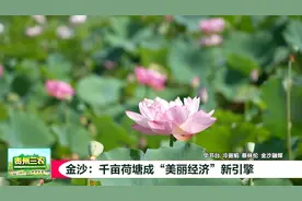 贵州三农 | 金沙：千亩荷塘成“美丽经济”新引擎图片