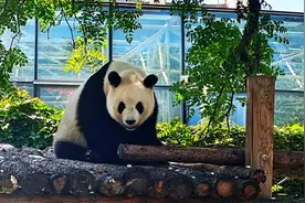 北京大熊猫公园，要来了图片
