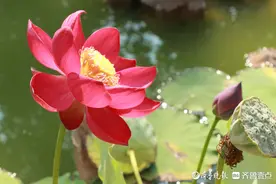 中秋悦｜庭院里的荷花和莲蓬，颜值倍儿高图片
