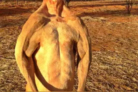 澳大利亚发生袋鼠杀人事件图片