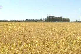 在希望的田野上 | 察布查尔早熟水稻开镰收割 技术推广助增产图片