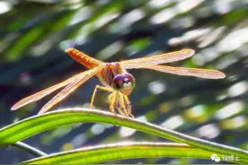 【探索】昆虫中的“战斗机”——这些上海常见的蜻蜓种类你都认识吗？图片