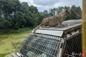 隔窗近距离观赏虎豹熊狼，上海野生动物园车入区完成改造，国庆前对外开放图片