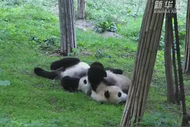 国庆长假将至，棕色大熊猫“七仔”陪您过节了图片