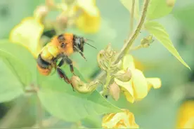 “杀人蜂”有多危险？可以打死吗？图片