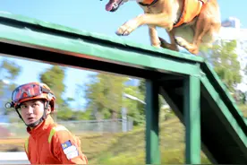 新闻8点见丨消防搜救犬如何练成？“无言战友”的训练日常来了图片