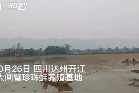 30秒 | 珍珠孕育记 来看四川开江如何人工养殖珍珠蚌图片