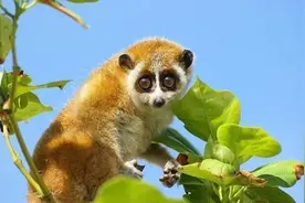 云南：救助珍稀动物，凑足了九图图片