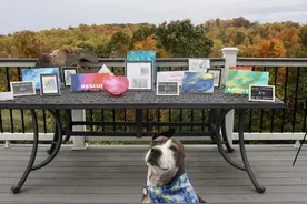 美国独耳犬“创作”60多幅画作，被取名“梵高”，曾是流浪犬图片