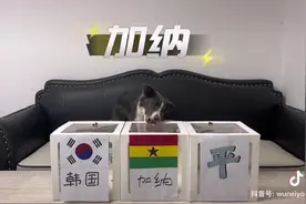 边牧猜世界杯连续四场全中 1/4决赛预测也来了图片