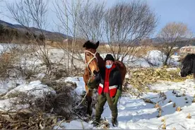 马儿任性“离家出走”，警民携手成功寻回图片