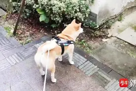 95后姑娘当“遛狗师”，意外走红图片