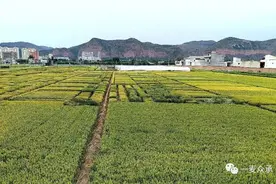 天选、中梁系列抗条锈病小麦品种选育概况图片