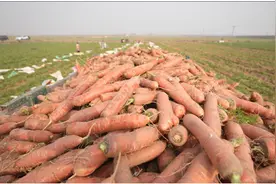 百万斤大荔沙苑红萝卜滞销！菜农犯难急寻销路图片