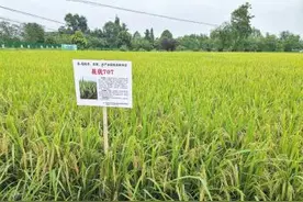 太空种子的奇幻之旅图片