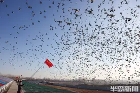 壮观！备战500公里决赛，万羽信鸽新年首飞图片