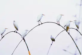 冬日美景怡人图片