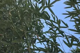 竹韵-你是前世的谁图片