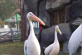 动物园的鹈鹕出笼遛弯啦！游客：还要提高它们的福利图片