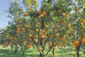 长底乡：柑橘金黄满园香图片