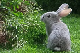 狡兔三窟是真的吗？这些有趣的兔子冷知识你知道多少图片