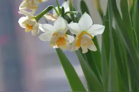 美“兔”秀秀|近距离拍水仙，清香溢出画面来图片