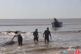幼年鲸鲨搁浅阳江海滩，迅速获救脱险！图片