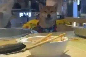 男子外出吃火锅，两只狗狗坐对面陪伴图片