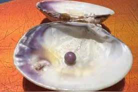 西班牙一女子吃蛤蜊吃出珍贵紫珍珠 一颗价值3500英镑图片