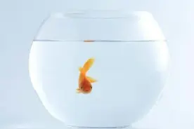 叙事：儿子的宠物小金鱼图片