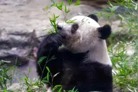 “香香”，欢迎回家！图片