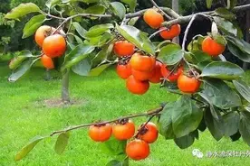 青未了 | 柿子图片