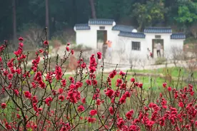 大美中国·壮美广西0222丨桃花绽放满园春图片