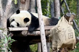 成都大熊猫憨态可掬图片