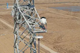 东方白鹳筑巢忙图片