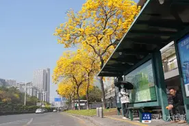 太美啦！深圳的黄花风铃木开了，满街都是春天图片