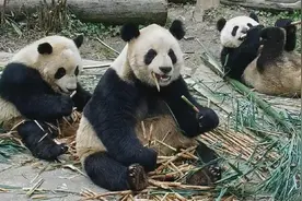 熊猫社区｜大熊猫小鲁的“躺吃熊生”图片