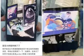 网曝上海野生动物园熊猫七七或因肠梗阻去医院做检查，动物园：确有此事图片