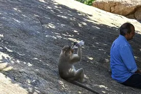 印度70岁老妇家中被20多只猴子围攻 身受重伤去世图片