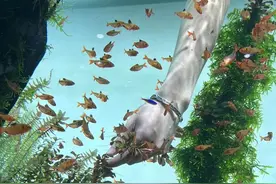 养眼！“水下森林”种植忙图片