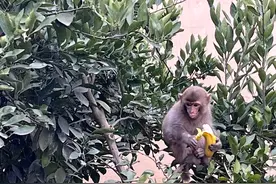 妙趣横生！野生猕猴蹲在树枝上吃香蕉图片