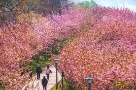 荆州10大赏樱点，带你解锁春日限定美景！图片