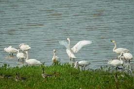 飞向北极｜在沅江车便湖第三次遇见小天鹅图片