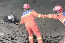 果然视频|宠物狗深陷河边淤泥中，消防员施救用上了水枪图片