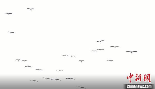 四川天全：成群黑颈鹤休息补给后北归