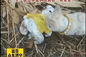 流浪小狗乞求收养者一起带走玩具熊 网友：它以为小熊也是流浪崽图片