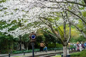 搭乘绿皮火车，穿行樱花雨中，来杭州白塔公园追这份浪漫美好吧图片