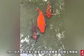果然视频|济南现“猪鲤plus版”，趵突泉胖鱼再出圈图片