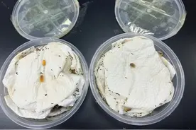 广州海关查获活体鼠妇2盒 申报为“点心”图片