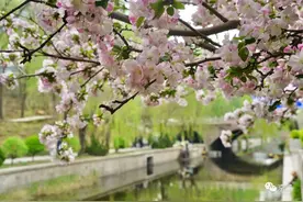 元大都遗址公园，雨后海棠分外娇图片